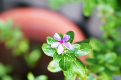 Close-up of pink flowering plant