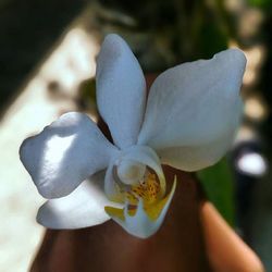 Close-up of white flower