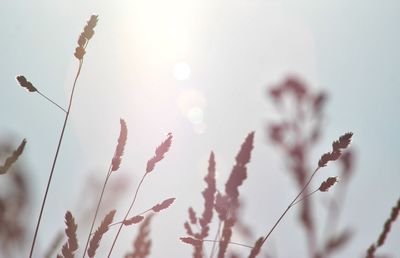 Plants growing outdoors