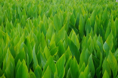 Full frame shot of crops growing on field