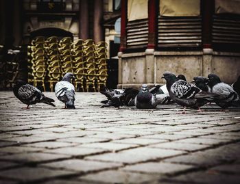 Pigeons perching on floor