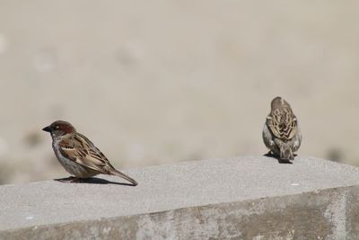 Close-up of bird perching outdoors