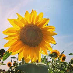 Close-up of yellow sunflower against sky