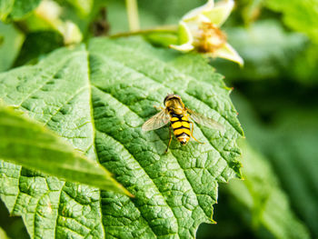 Close-up of insect on plant