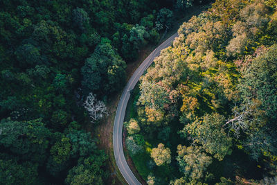 High angle view of trees in forest