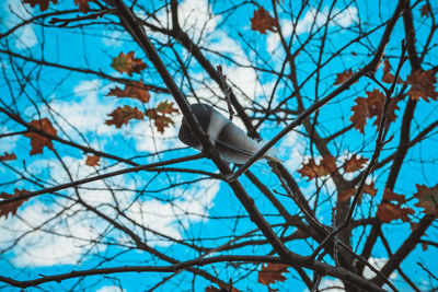 Low angle view of bird perching on bare tree