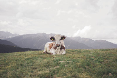 Horse on grassy field against mountain range