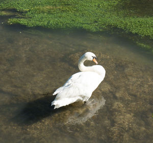 High angle view of swan swimming on lake