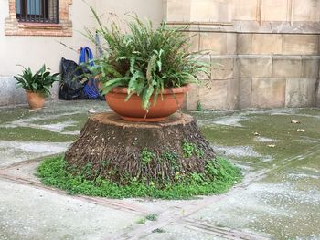 Plants growing on wall