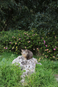 Cat sitting on a rock in a green field in cyprus