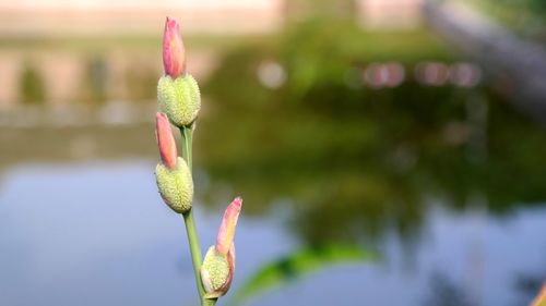 Close-up of pink flower buds