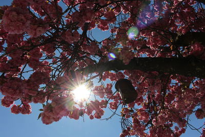 Low angle view of cherry blossom on tree