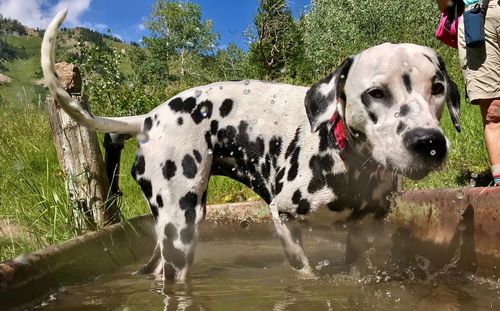 Dogs in water