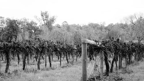 Wooden posts on trees