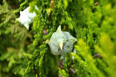 Close-up of white flowering plant
