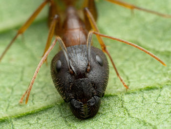 Business end of an ant 