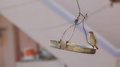 Close-up of bird perching outdoors