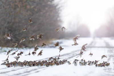 Flock of birds in snow