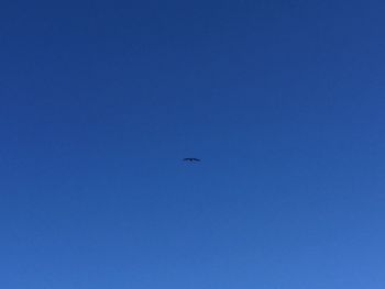 Low angle view of bird flying in sky