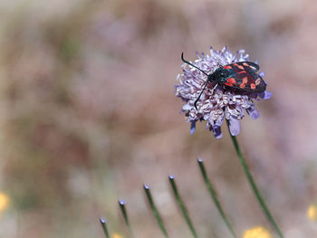 Close-up of butterfly pollinating on flower