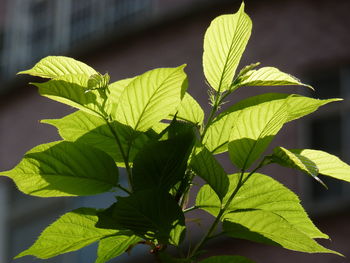 Close-up of leaves