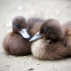 Close-up of a duck