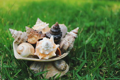 High angle view of food on grass in field