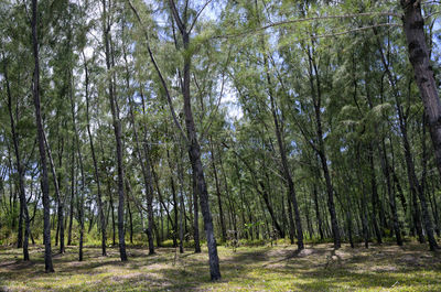 Trees growing in forest