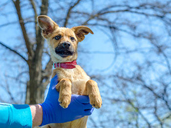 Portrait of dog against bare tree