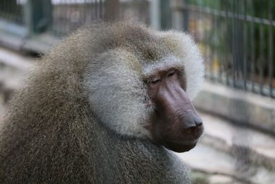 Close-up of baboon in forest