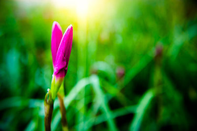 Close-up of purple crocus blooming outdoors