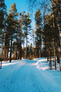 Trees on snow covered land during winter