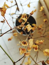 Close-up of flowering plant on branch