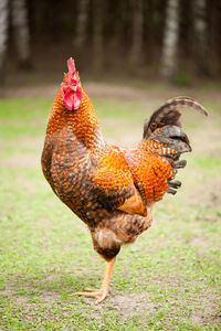 Rooster on field