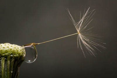 Close-up of wet dandelion plant