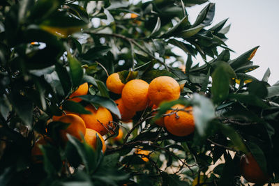 Orange fruits on tree