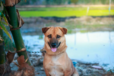 Portrait of dog in water