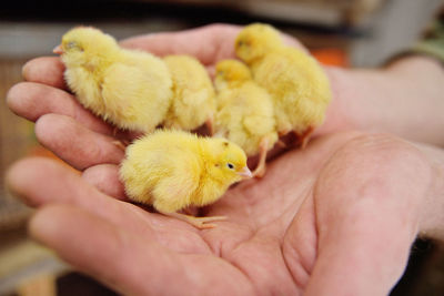 Small yellow cute day-old chicks close-up in male hands.