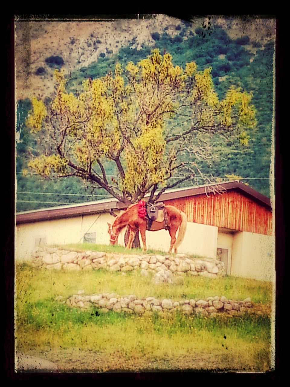 TREES ON FIELD