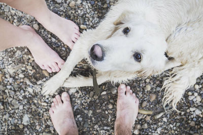pet