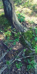 Trees in forest