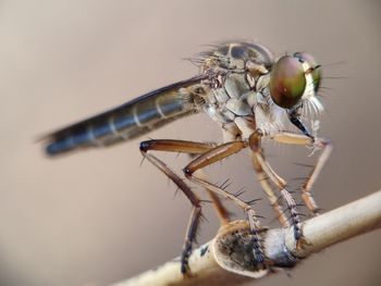 Close-up of fly