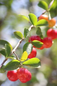 Close-up of berries growing on tree