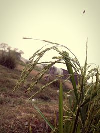 Close-up of grass growing on field against clear sky