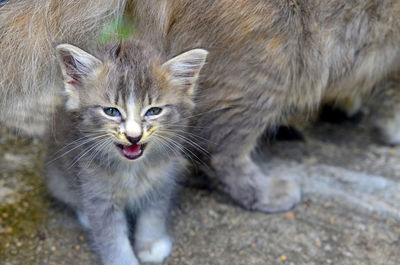 Close-up portrait of cat