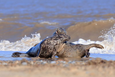 Grey seals playing in the surf