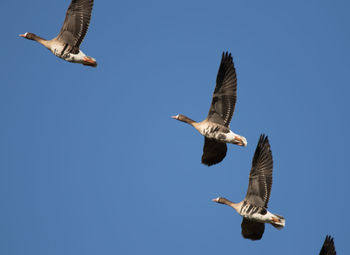 Low angle view of seagulls flying against clear blue sky