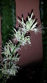 Close-up of flowers