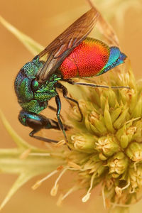 Natural colorful closeup on a brilliant metallic colored emerald cuckoo wasp, stilbum cyanurum