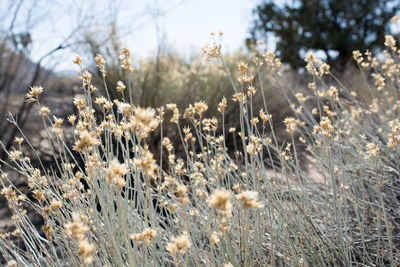 Close-up of plants on field